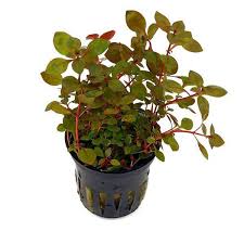 Ludwigia super red Pot Plants