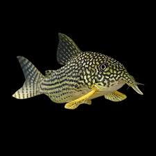 Corydoras Sterbai 4.5-5 CM