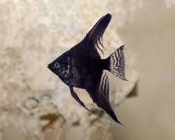 Angel Full Black Color 4.5-4 CM