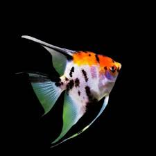 Angel Tri Color 6.5-7 CM