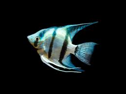 Angel Zebra Blue 4.5-4 CM