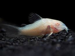 Corydoras Albino 4.4-5 CM