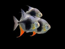 Myleus Blackberry Silver Dollar 8-9 CM