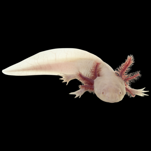 Axollot Albino 14-15 CM