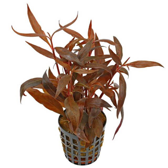 Alternanthera reineckii Mini Pot Plants