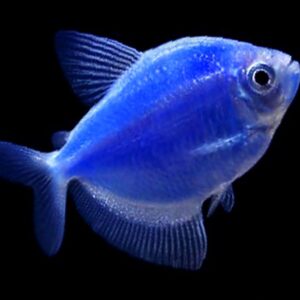German Tetra Blue 3.5-4 CM