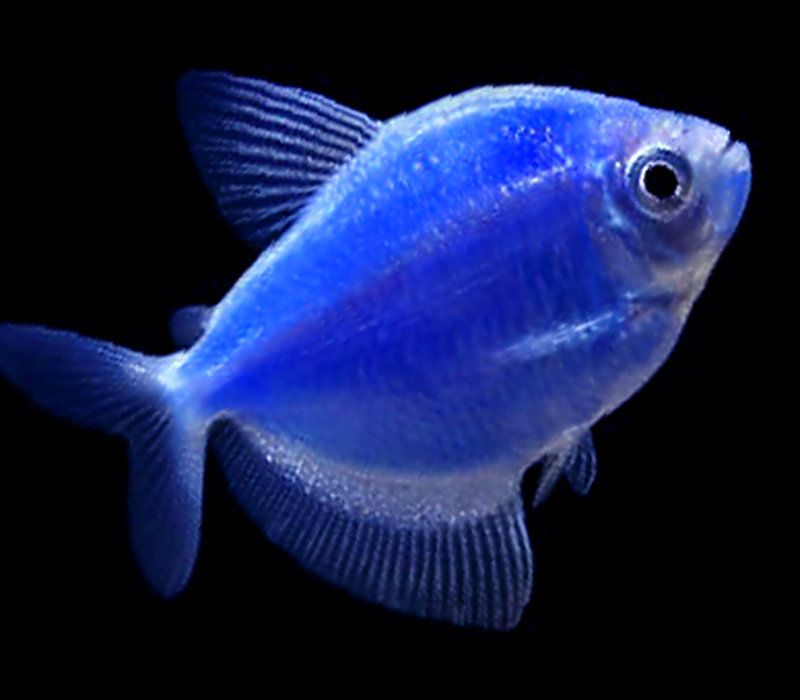 German Tetra Blue 3.5-4 CM