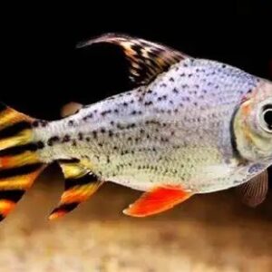 American Flagtail - Yellow 10-11 CM