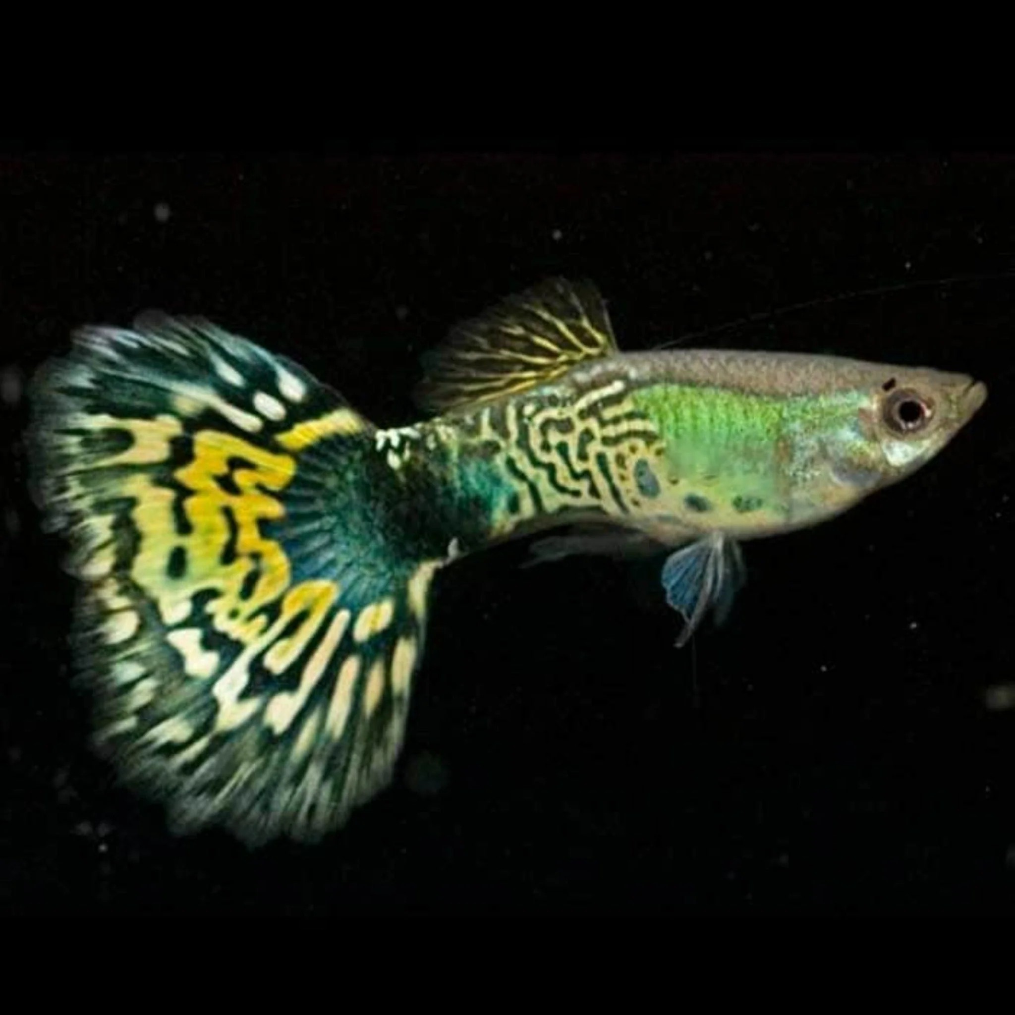 Guppy Green Cobra (Male) XL