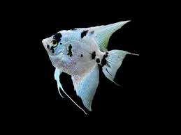 Angel Panda 4.5-4 CM