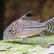 Corydoras Julii 4.4-5 CM