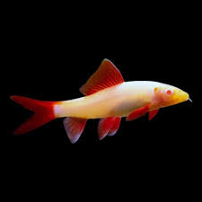 Albino Rainbow Shark (L)