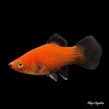 Platy Red Wagtail (XL)