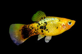 Calico Platy (XL)