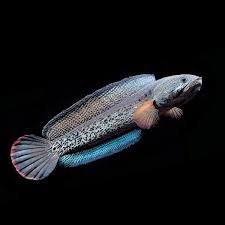 Chana Blue Pulchra 12-14 CM