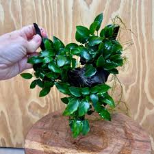 Anubias On Wood Triple (Wood Plants)