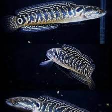 Channa Asiatica 7-8 CM