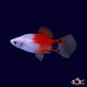Platy Red Top (XL)