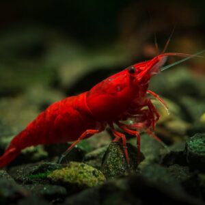 Red Shrimp  2-2.5 CM