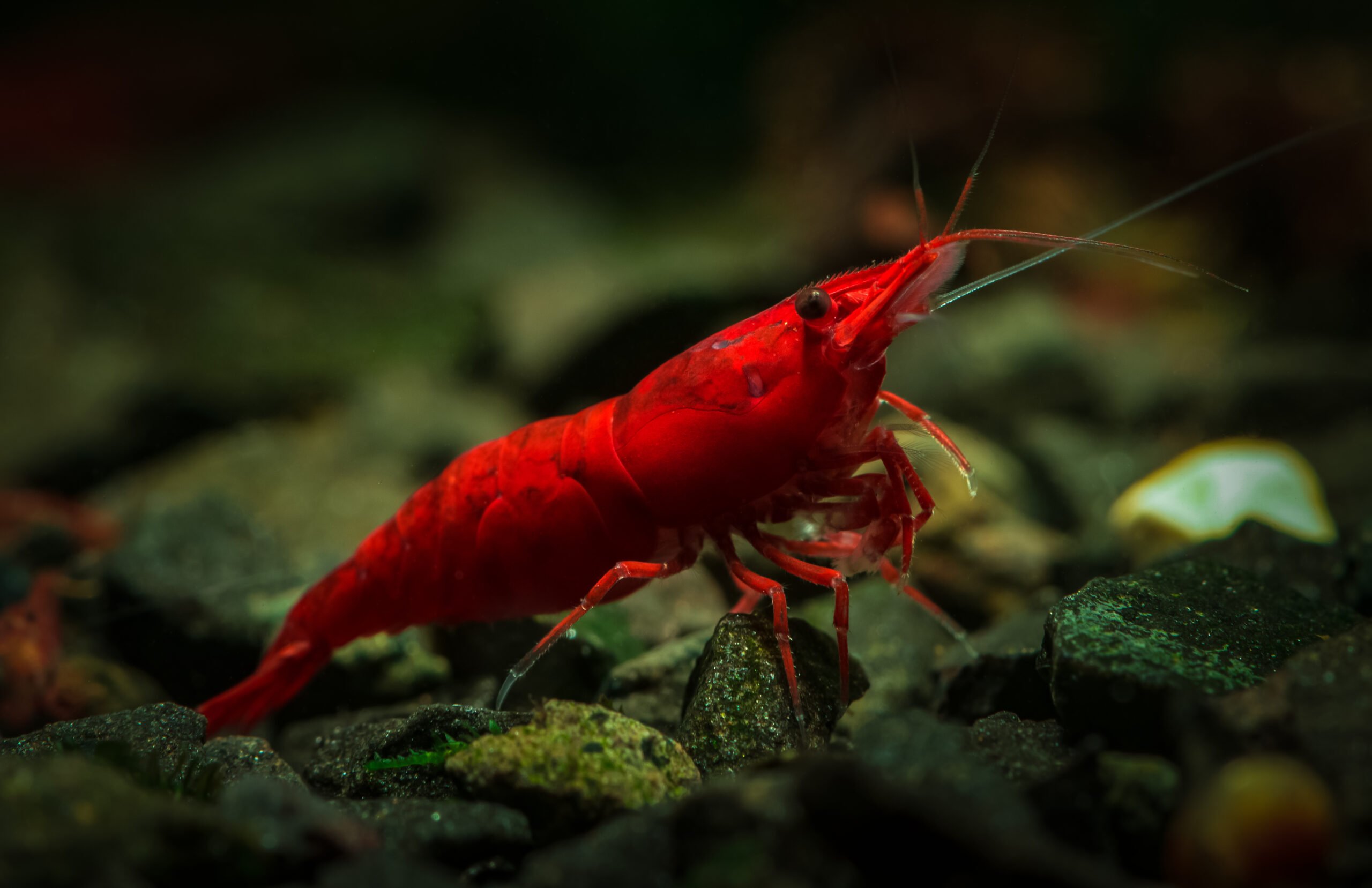 Red Shrimp  2-2.5 CM