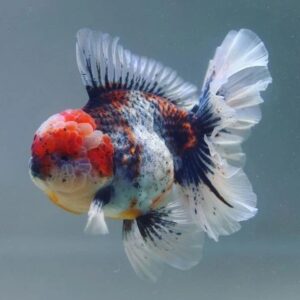 Calico Oranda Jelly Head 11-12 CM