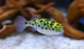 Green Puffer Fish 6.5-7 CM