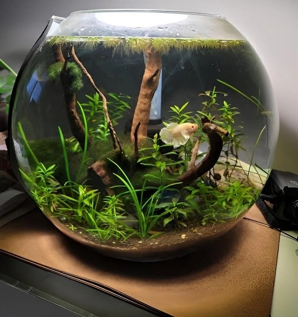 Glass Bowl With Decoration Medium