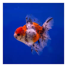 Calico Gold Fish 4.5-6 CM