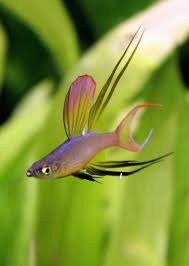 Threadfin Rainbow 3.5 CM