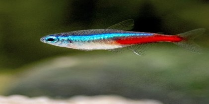 Neon Tetra 2.5 CM