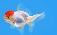 Red Cap Oranda  5-6 CM