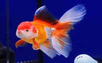Red And White Oranda  10-11 CM