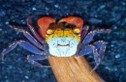 Rouxi Crab Free Size