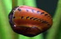 Spotted Red Snail Free Size