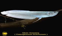 Silver Arowana 20-22 CM