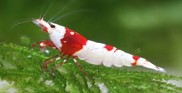 Red Crystal Shrimp - Tiger Tooth  2.2-3 CM
