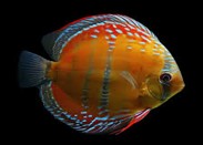 Red Alenquer Discus 9-10 CM