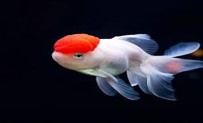Red Cap Oranda 8-9 CM