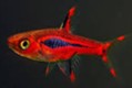 Masquito Rasbora 3.5-4 CM