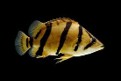 Tiger Fish (Borneo) 9-10 CM