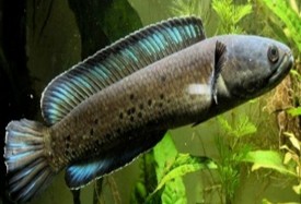 Chana Stewaranti 11-12 CM