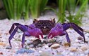 Purple Arm Crab Free Size