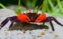 Red Devil Crab Free Size