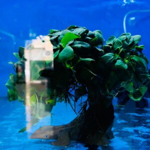 Anubias On Tree Large
