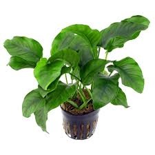 Anubias On Pot Long Leif