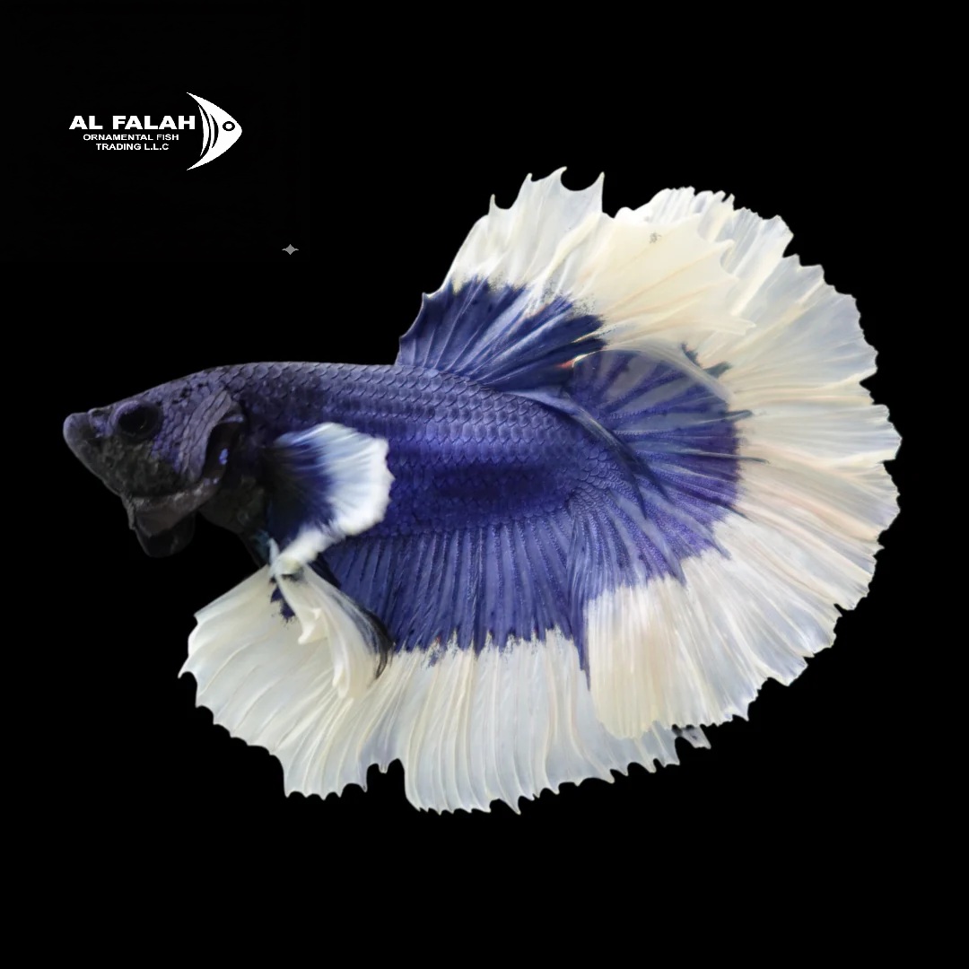 Fighter Butterfly Male 5.5-6 CM