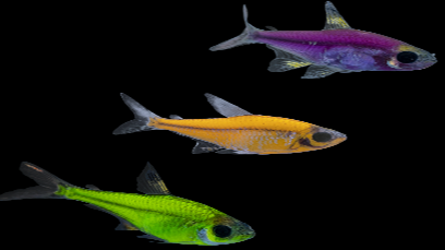 Pristella Tetra Mix Color  XL