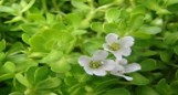 Bacopa monnieri scalaped  edge leaf  (POT)