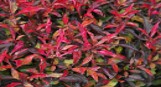 Alternanthera bettzickiana Red (POT)
