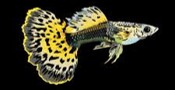 Nissi Leopard Guppy Male (XL)